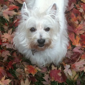 Fundraising Page: A Alloway